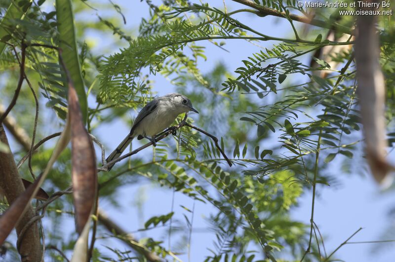 Cuban Gnatcatcher