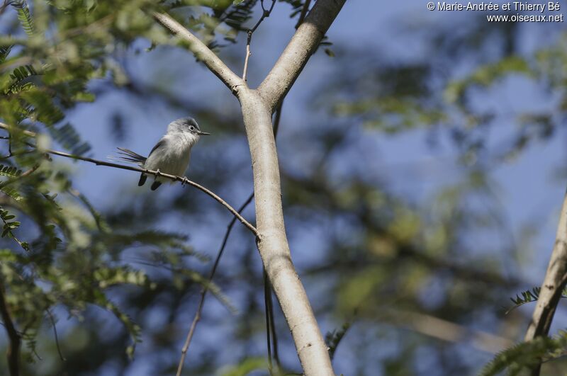 Blue-grey Gnatcatcher