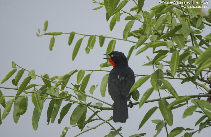 Black-headed Gonolek