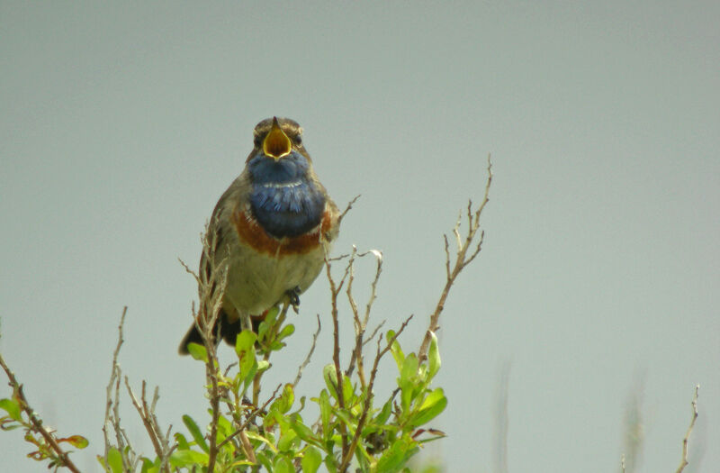 Bluethroat