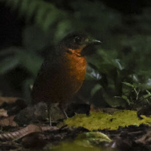 Grallaire écaillée