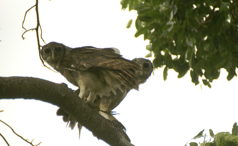 Verreaux's Eagle-Owl