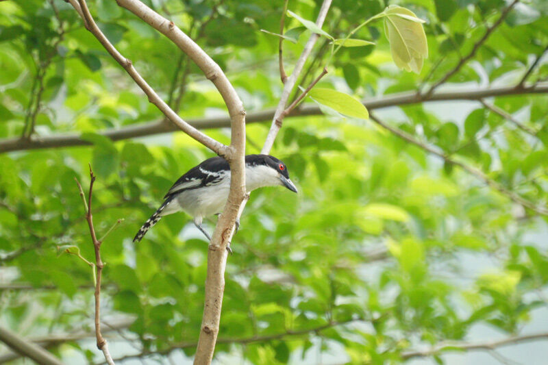 Great Antshrike