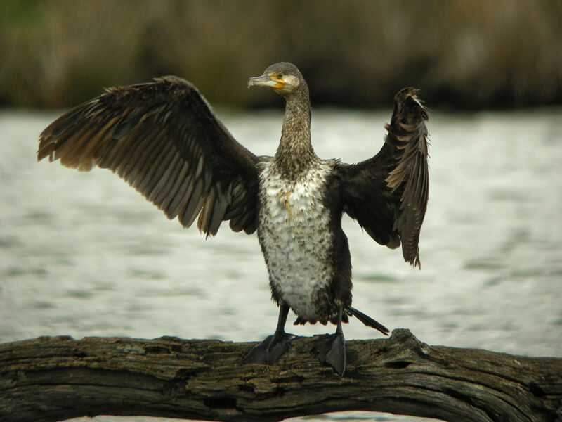 Great Cormorant