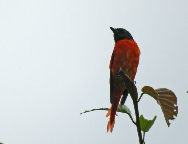 Orange Minivet