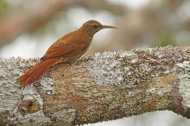 Duida Woodcreeper