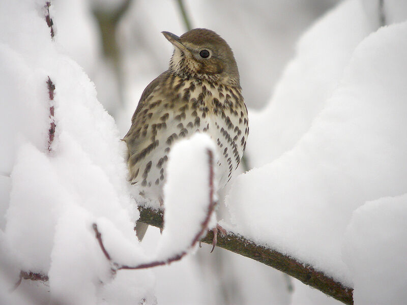 Song Thrush