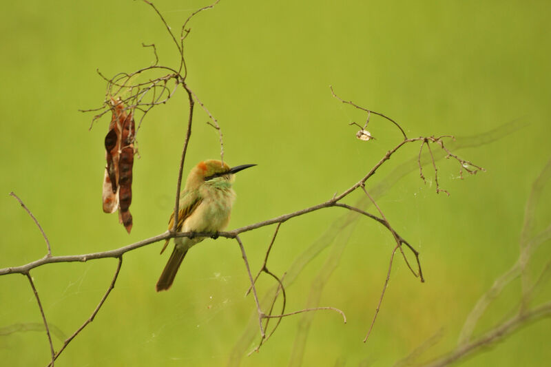 Asian Green Bee-eater