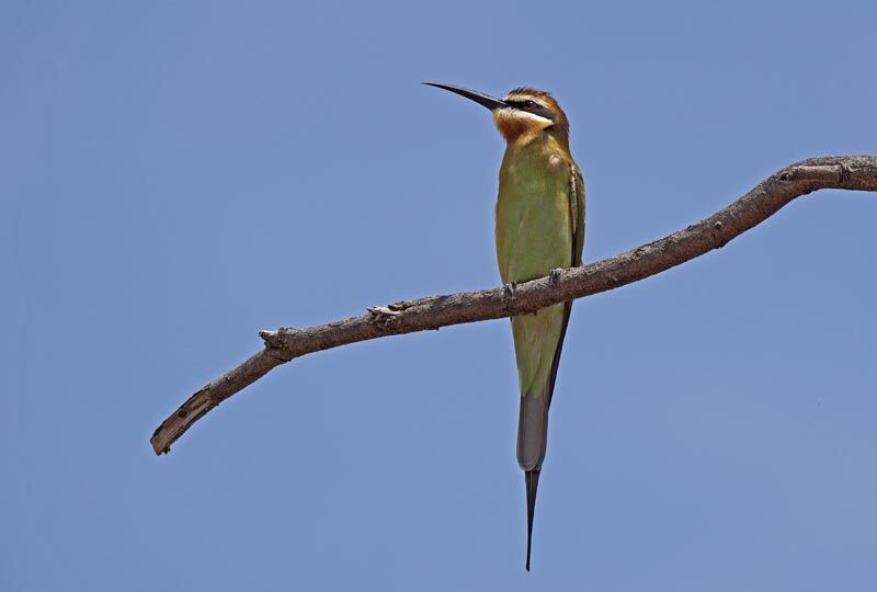 Guêpier de Madagascar