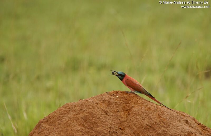 Northern Carmine Bee-eater, eats