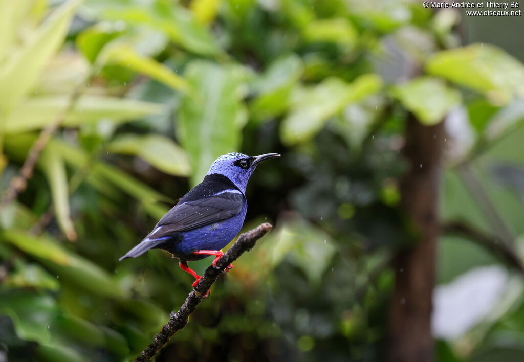 Guit-guit saï mâle