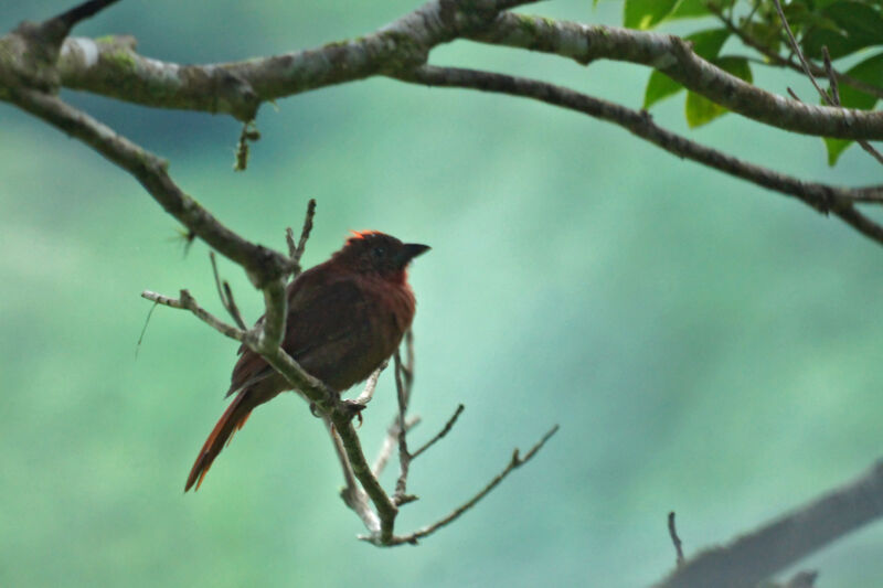 Habia à couronne rouge