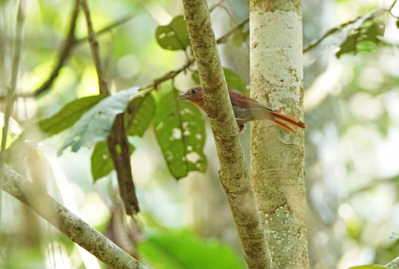 Habia à couronne rouge