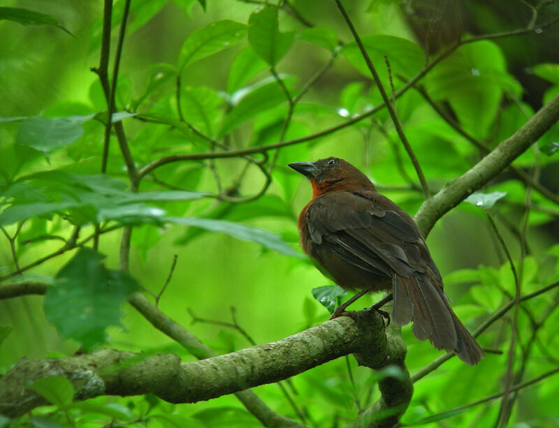 Habia à gorge rouge