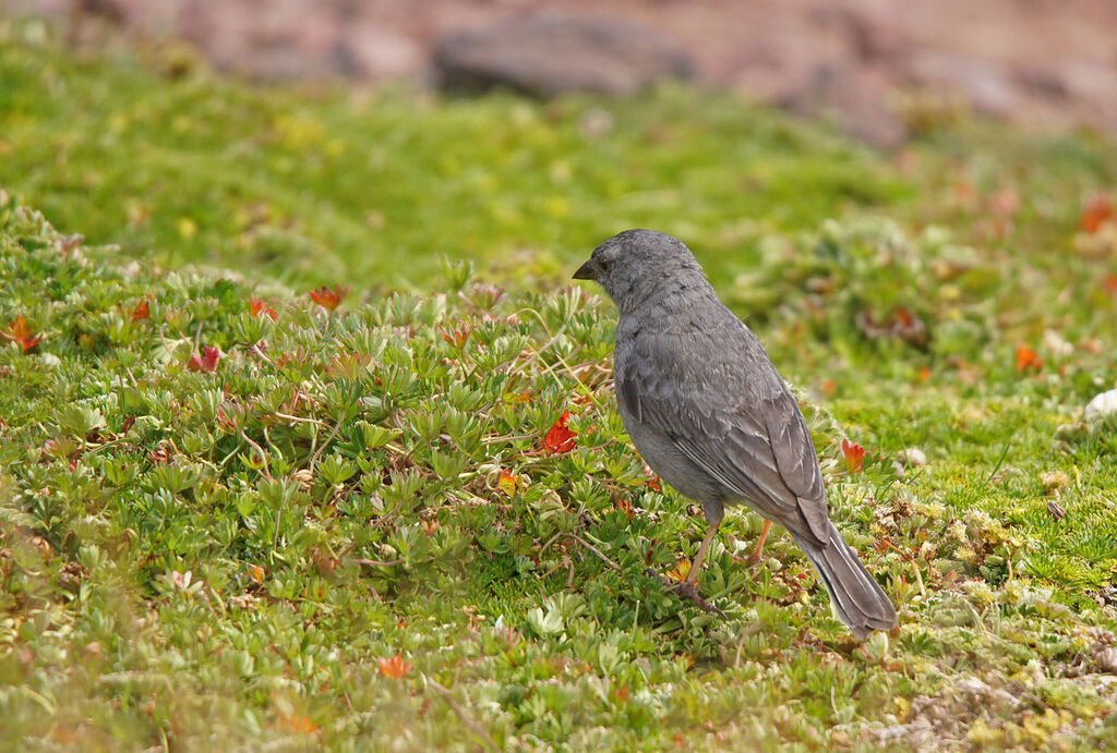 Haplospize gris-de-plomb