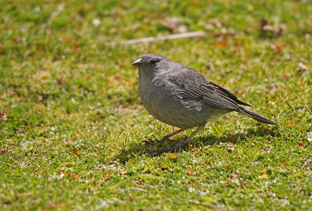 Haplospize gris-de-plomb
