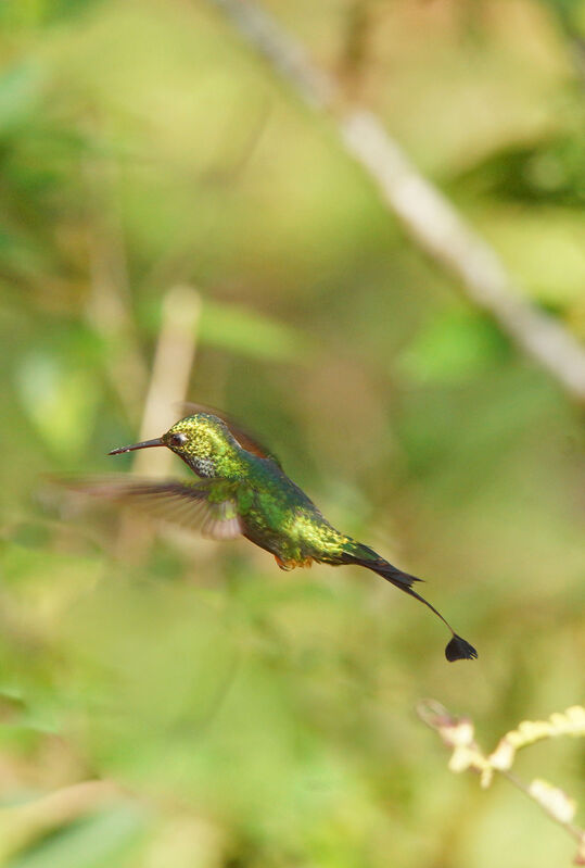 Rufous-booted Racket-tail male