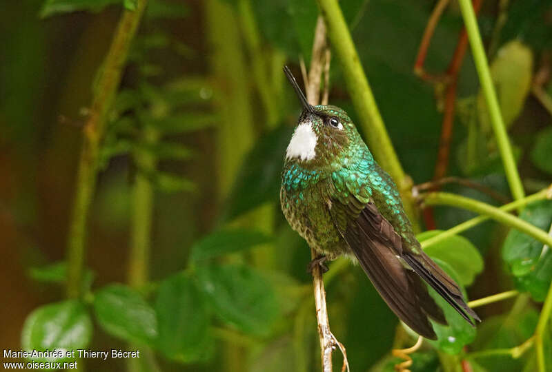 Tourmaline Sunangel female, identification