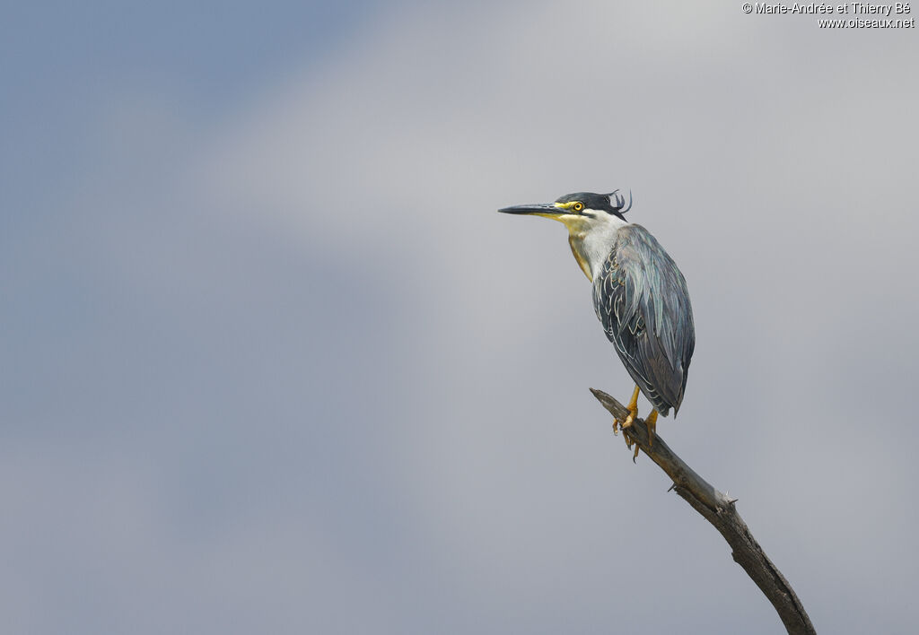 Héron des mangrovesadulte