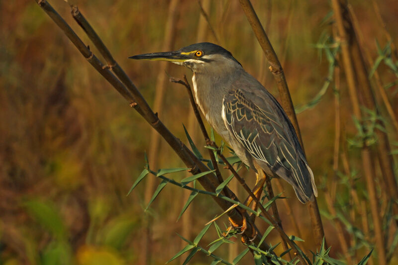 Striated Heron