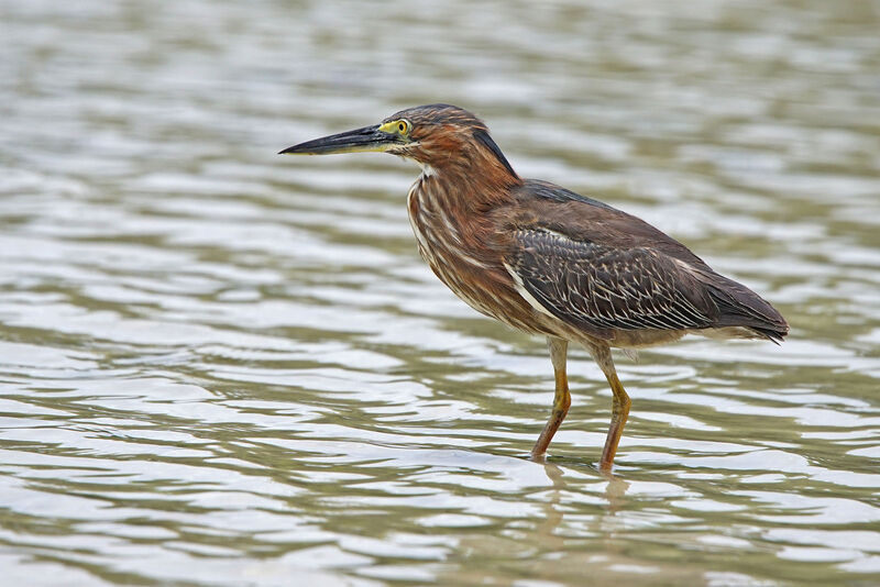 Green Heron