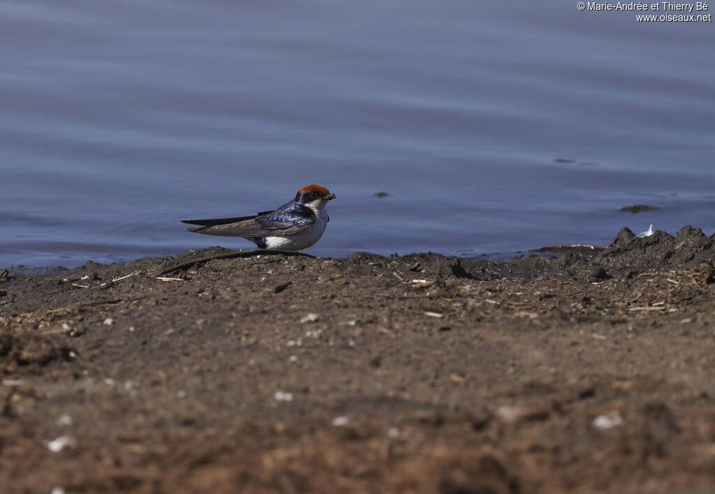 Hirondelle à longs brins