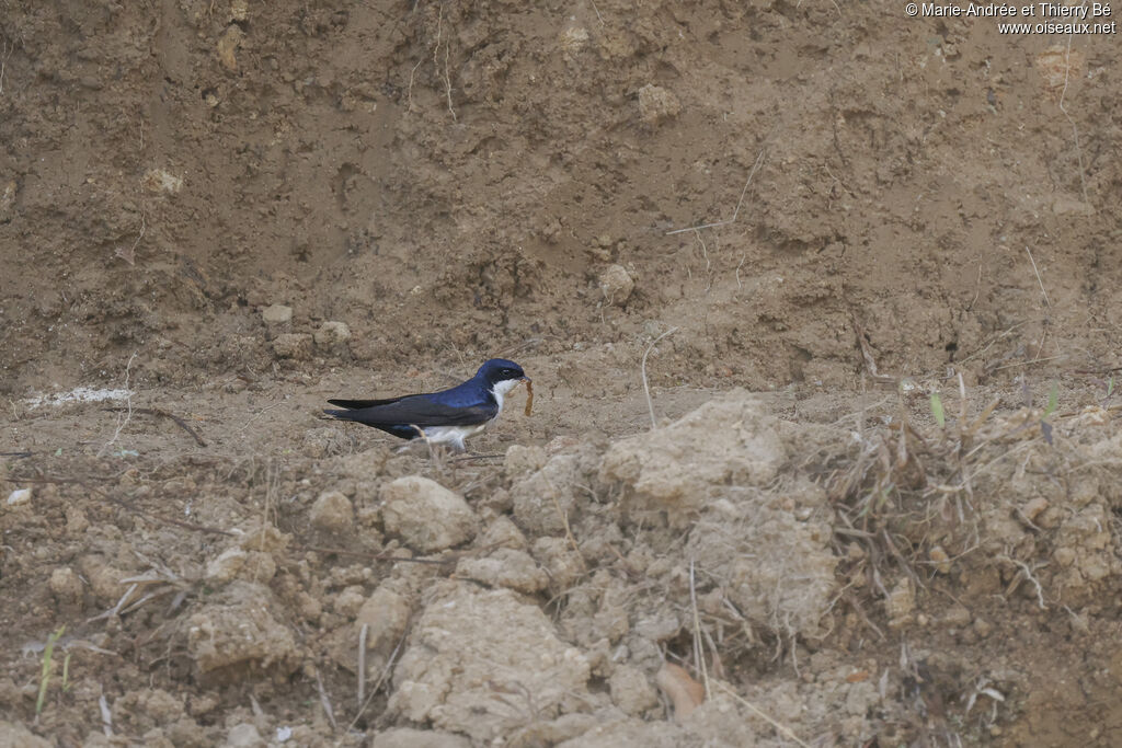 Blue-and-white Swallow