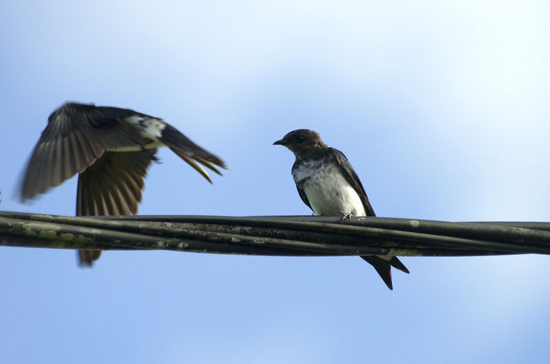 Grey-breasted Martin