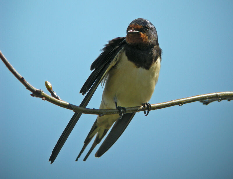 Barn Swallow