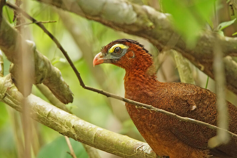 Nocturnal Curassow