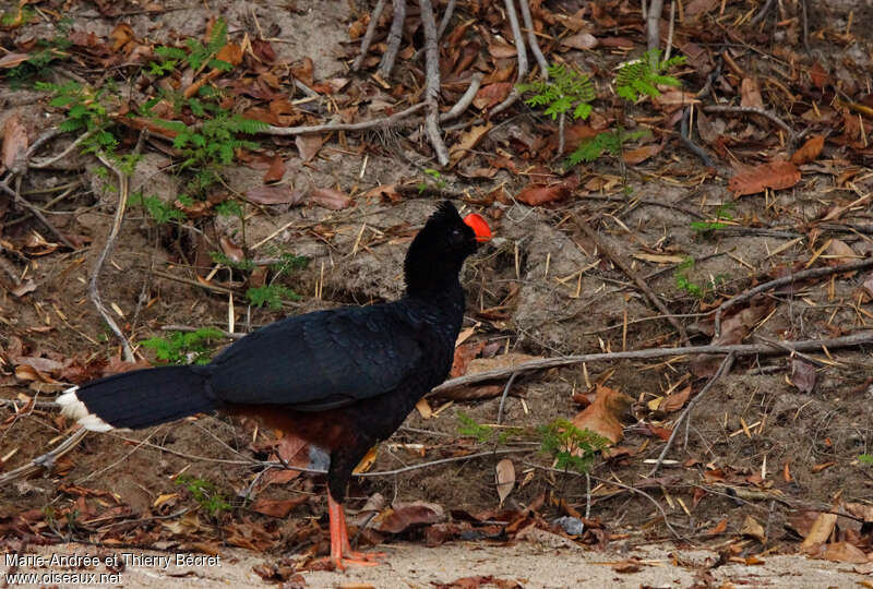 Razor-billed Curassowadult, identification