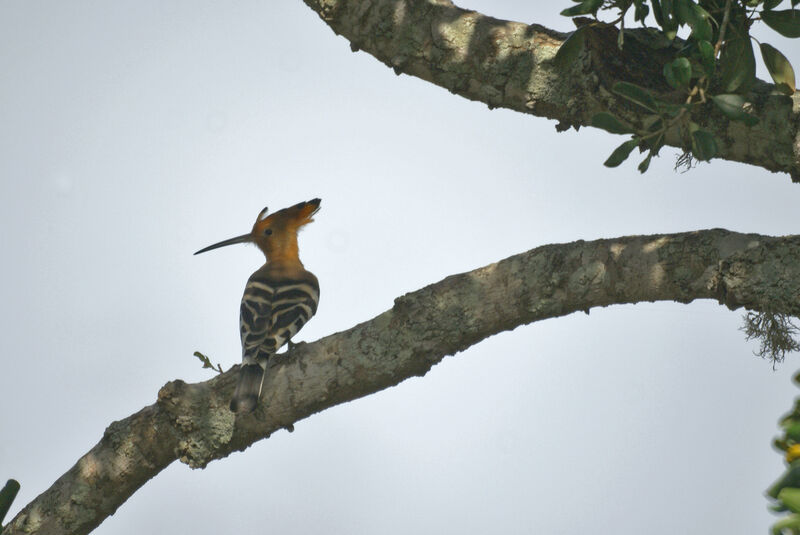 Eurasian Hoopoe