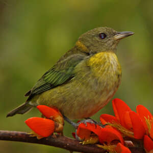 Tangara sucrier