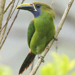 Toucanet émeraude