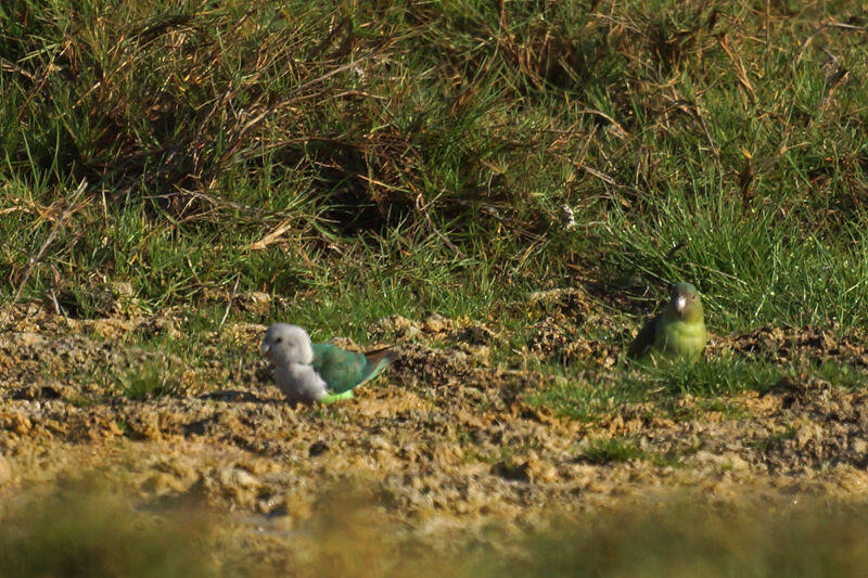 Grey-headed Lovebird 