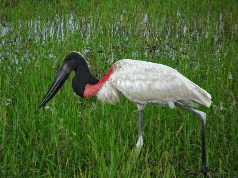 Jabiru d'Amérique