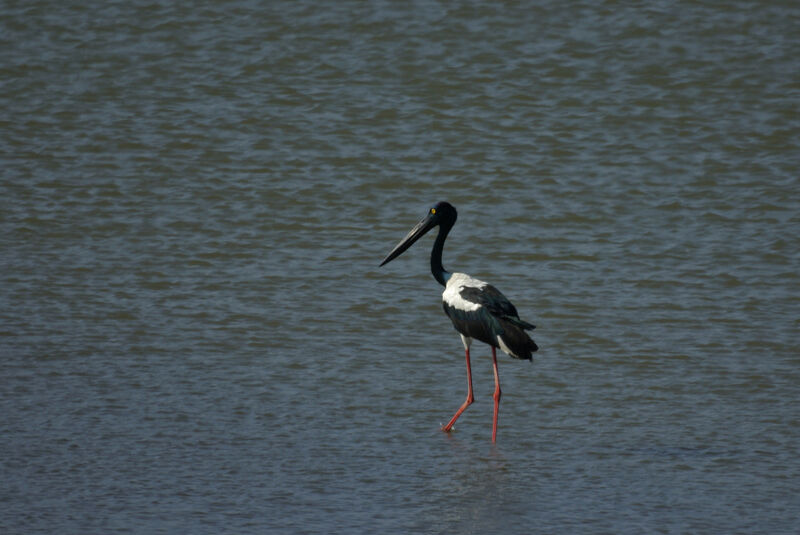 Black-necked Stork