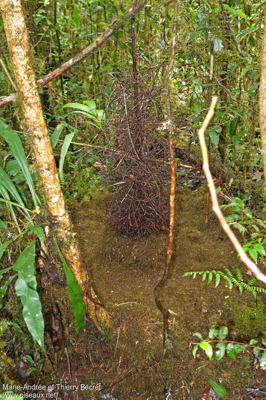 MacGregor's Bowerbird, courting display, Behaviour