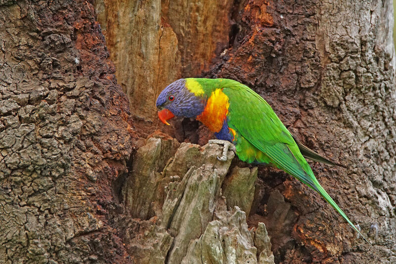 Rainbow Lorikeet