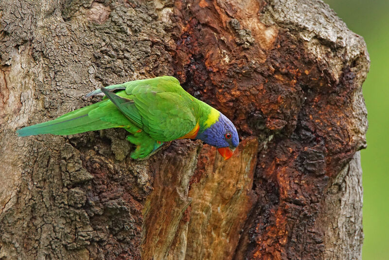 Loriquet de Swainson