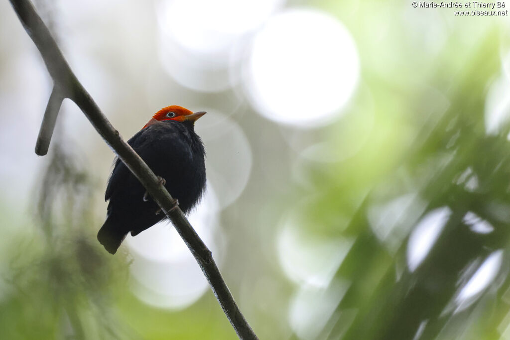 Manakin à cuisses jaunes