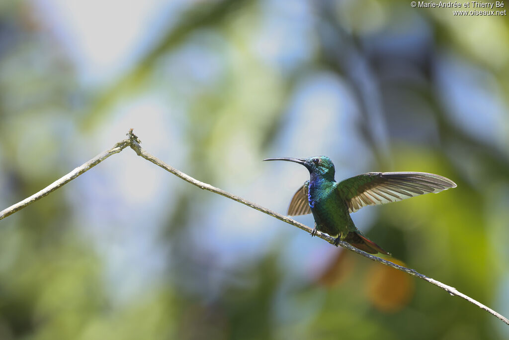 Green-breasted Mango