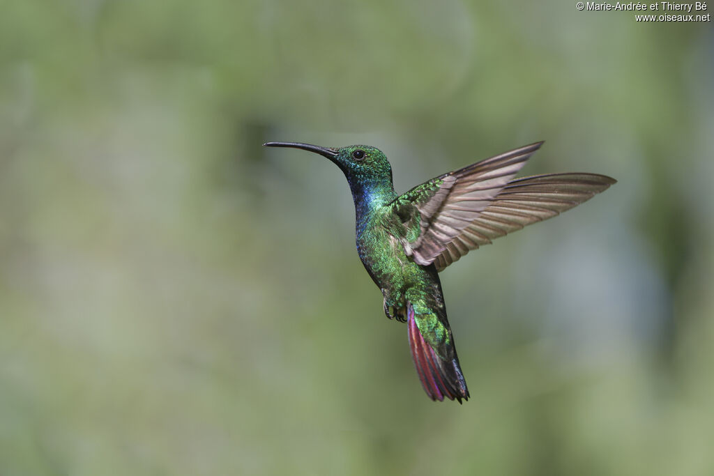 Green-breasted Mango