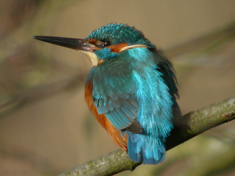 Common Kingfisher