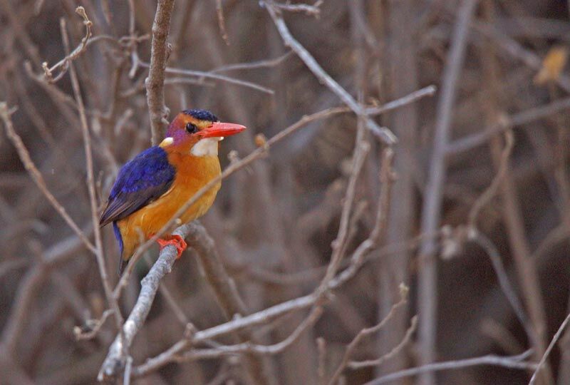 African Pygmy Kingfisher