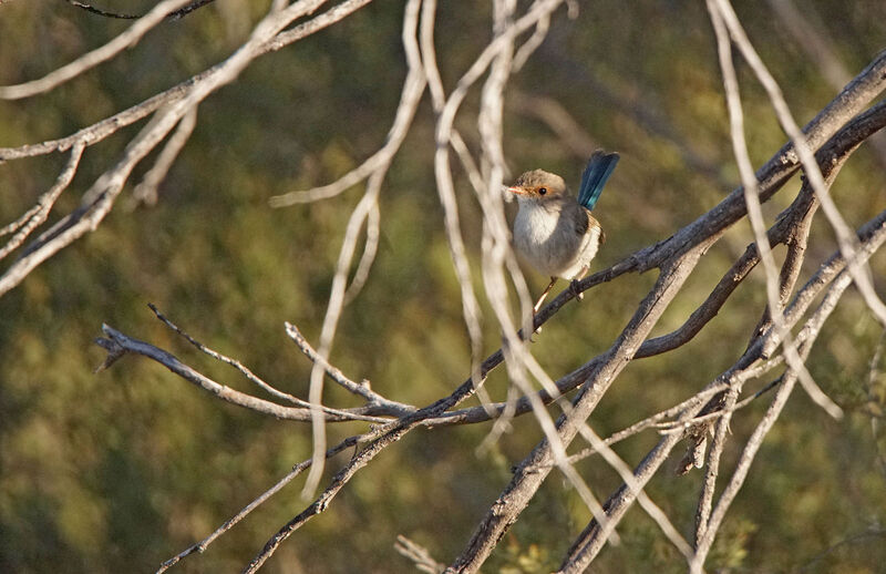 Splendid Fairywren female adult