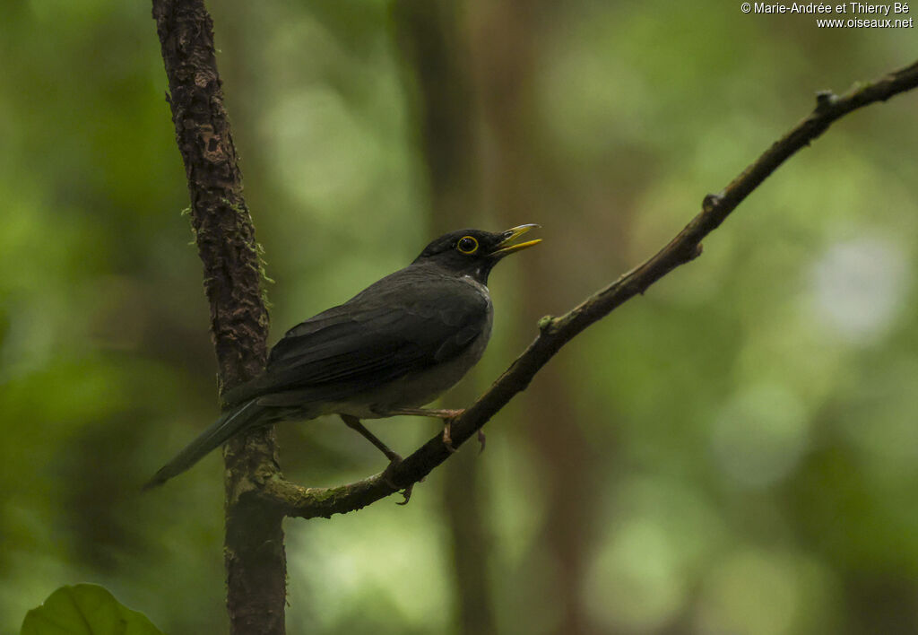 Merle à gorge blanche
