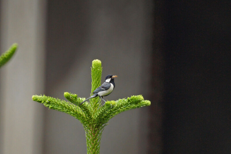 Mésange indienne