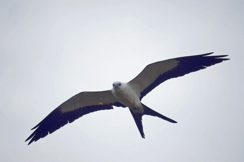 Swallow-tailed Kite