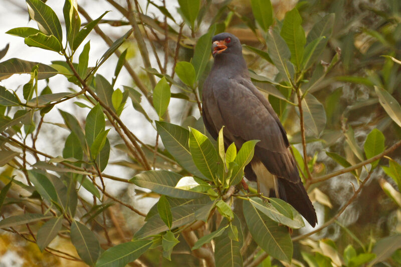 Snail Kite